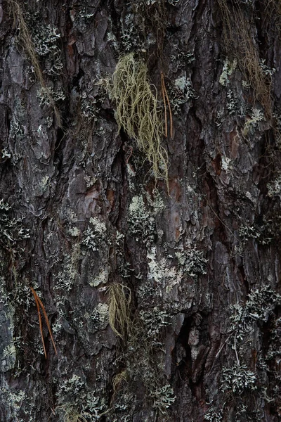 Макрофотография Кора Дерева Заросшая Мхом Лишайником — стоковое фото