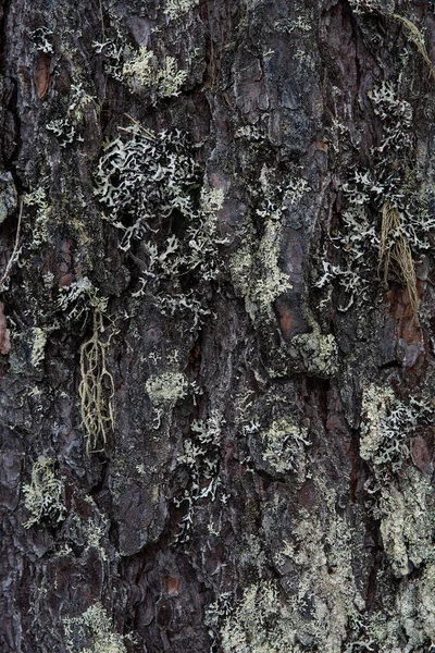 Macrophotographie Écorce Arbre Envahi Par Mousse Lichen — Photo