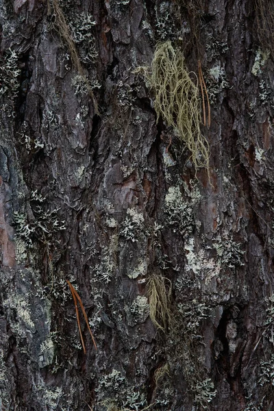 Macrophotography Bark Tree Overgrown Moss Lichen — Stock Photo, Image