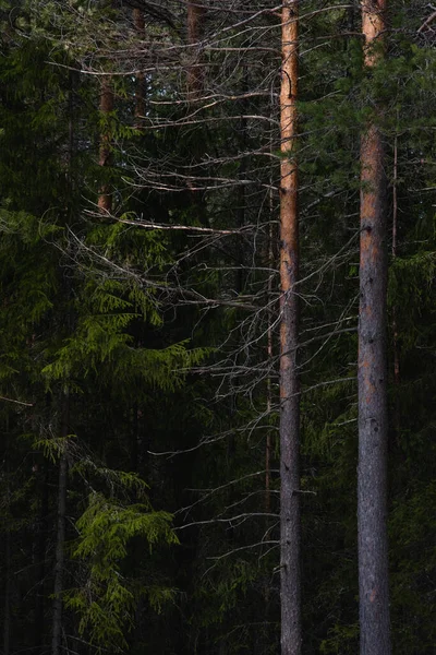 Taiga Erdő Egy Napos Tavaszi Napon Fák Faágak Melyeket Nap — Stock Fotó