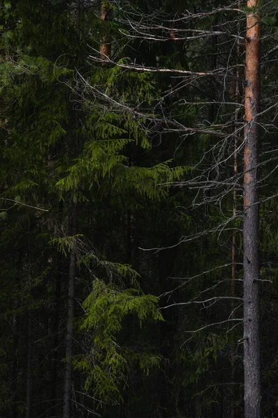 Bosque Taiga Soleado Día Primavera Árboles Ramas Árboles Arrebatadas Las — Foto de Stock