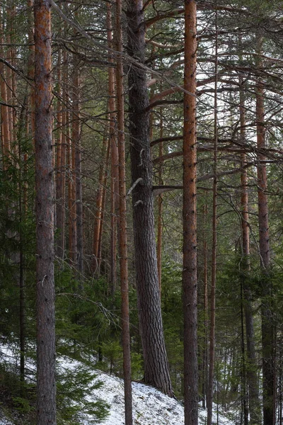 Taiga Foresta Giorno Primavera — Foto Stock