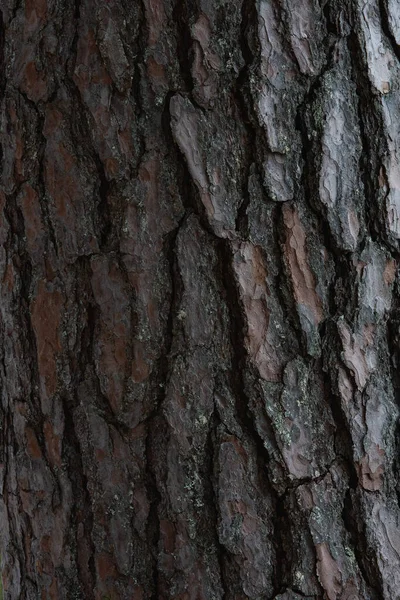 老松树的树皮紧闭着 — 图库照片