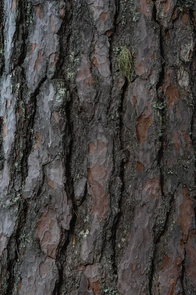 松の古木の樹皮が閉じている — ストック写真