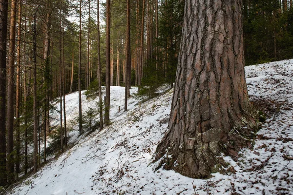 Taiga Bos Een Lentedag — Stockfoto