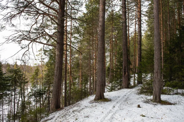 Bosque Taiga Soleado Día Primavera Árboles Ramas Árboles Arrebatadas Las — Foto de Stock