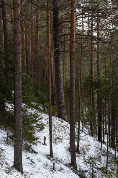 Floresta Taiga Dia Primavera — Fotografia de Stock