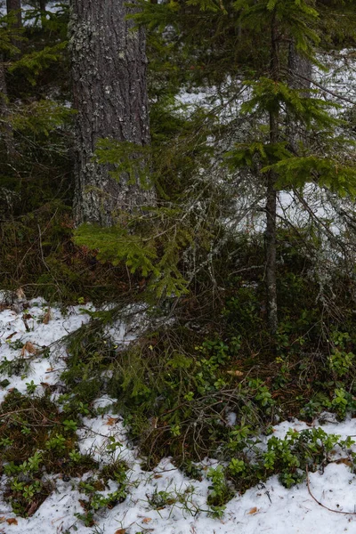 Taiga Wald Einem Sonnigen Frühlingstag Aufgetauter Fleck Mit Preiselbeersträuchern Darauf — Stockfoto