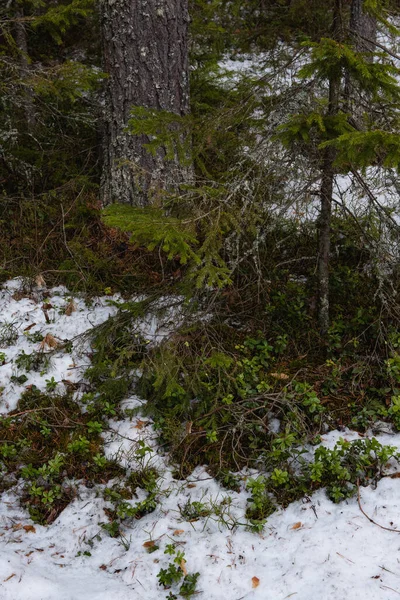 Bosque Taiga Soleado Día Primavera Parche Descongelado Con Arbustos Arándanos —  Fotos de Stock