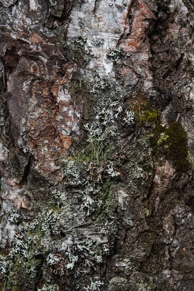 Makrofotografie Kůra Stromu Zarostlá Mechem Lišejníkem — Stock fotografie