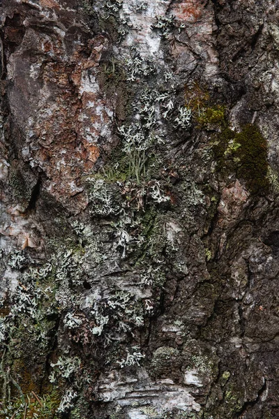 Μακροφωτογραφία Φλοιός Του Δέντρου Κατάφυτος Βρύα Και Λειχήνες — Φωτογραφία Αρχείου