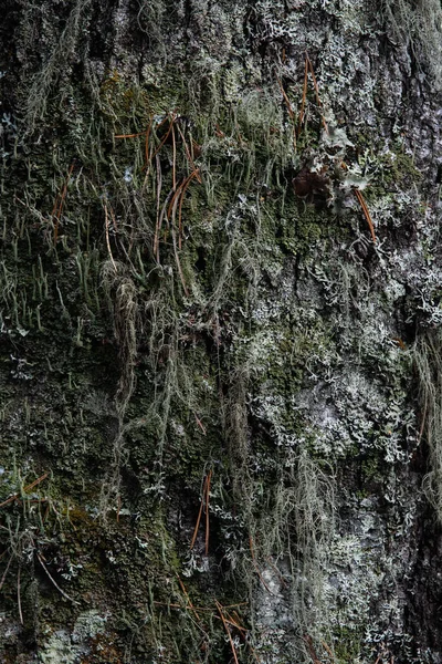 Macrofotografie Coaja Copac Crescut Mușchi Lichen — Fotografie, imagine de stoc
