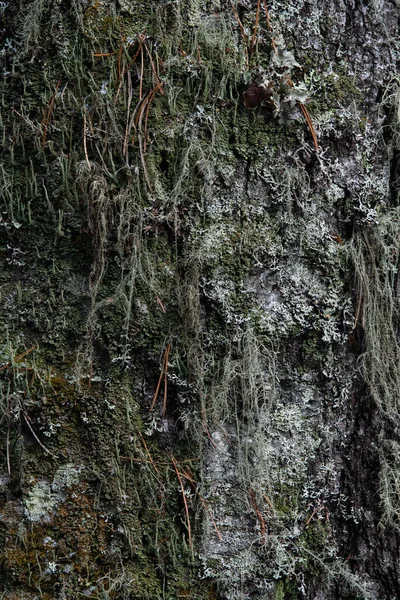 マクロ写真だ 苔と地衣類で覆われた木の樹皮 — ストック写真