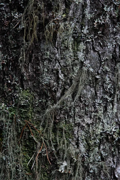 Macrophotography Bark Tree Overgrown Moss Lichen — Stock Photo, Image