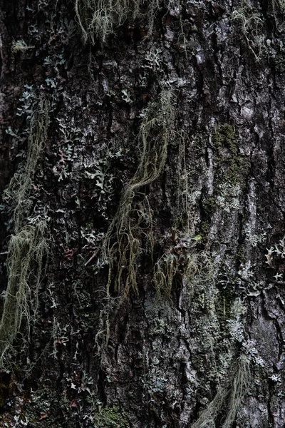 Makrofotoğrafçılık Ağaç Kabuğu Yosun Yosunla Kaplanmış — Stok fotoğraf