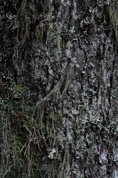 Macrofotografía Corteza Árbol Cubierto Musgo Liquen — Foto de Stock