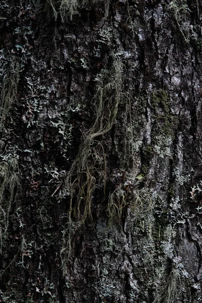 Macrophotography Bark Tree Overgrown Moss Lichen — Stock Photo, Image