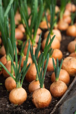 Soğan filizi. Arkaplanı kapat