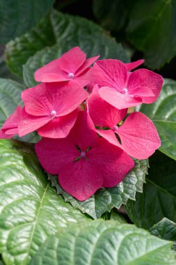 Kırmızı ortanca çiçekleri yakın plan.