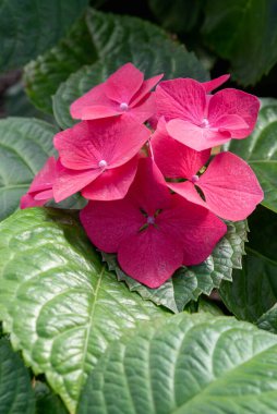 Kırmızı ortanca çiçekleri yakın plan.