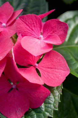 Kırmızı ortanca çiçekleri yakın plan.