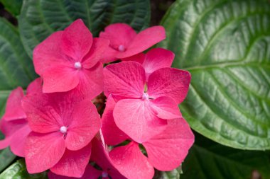 Kırmızı ortanca çiçekleri yakın plan.