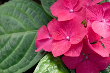 Kırmızı ortanca çiçekleri yakın plan.