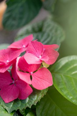 Kırmızı ortanca çiçekleri yakın plan.