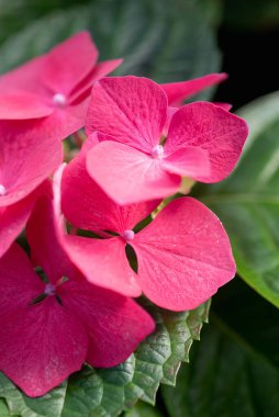 Kırmızı ortanca çiçekleri yakın plan.