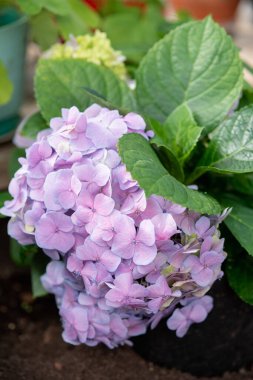 Mor ortanca çiçekleri yakın plan.