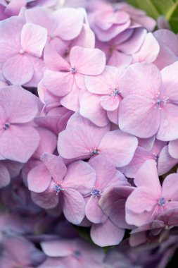 Mor ortanca çiçekleri yakın plan.