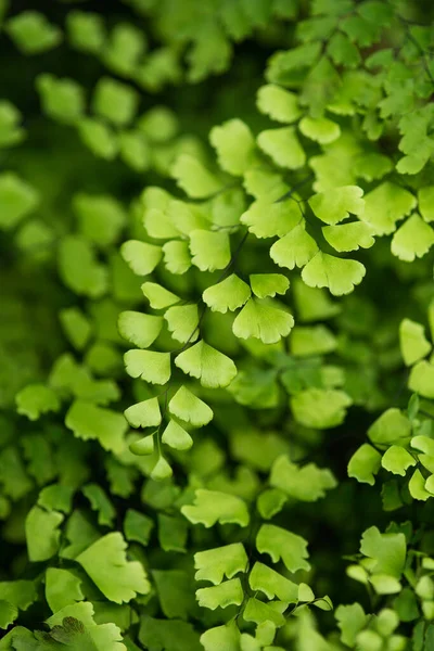 Lysimachia Nummularia Een Plant Uit Grassenfamilie Primulaceae — Stockfoto