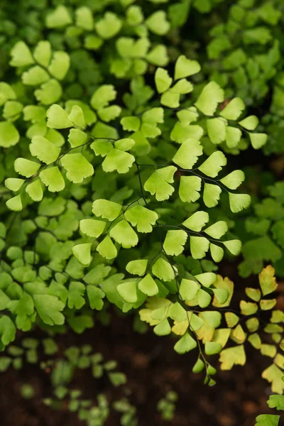 Plíživá Jenny Lysimachia Nummularia Druh Kvetoucí Rostliny Čeledi Primulaceae — Stock fotografie