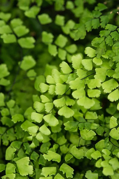 Lysimachia Nummularia Een Plant Uit Grassenfamilie Primulaceae — Stockfoto