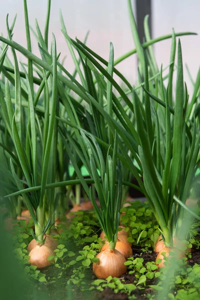 Brotes Cebolla Primer Plano Fondo — Foto de Stock