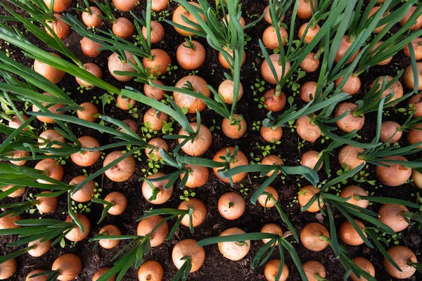 Brotes Cebolla Primer Plano Fondo — Foto de Stock