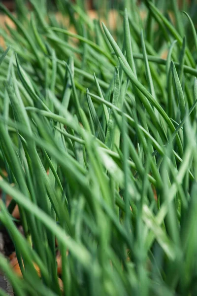 Brotes Cebolla Primer Plano Fondo — Foto de Stock