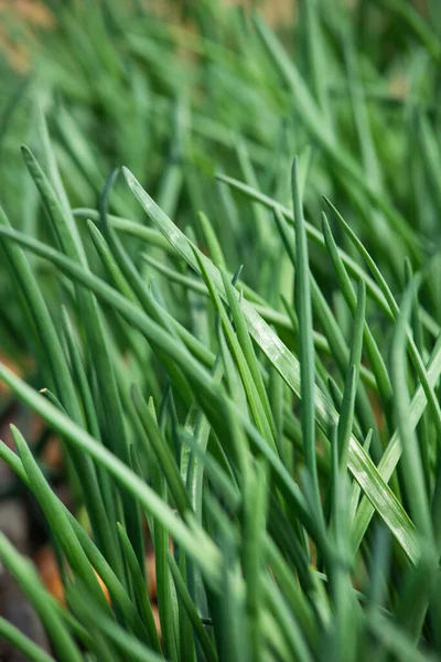 Brotes Cebolla Primer Plano Fondo — Foto de Stock