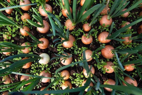 Brotes Cebolla Primer Plano Fondo — Foto de Stock