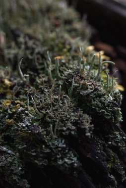 Makrofotoğrafçılık. Ağaç kabuğu yosun ve yosunla kaplanmış..