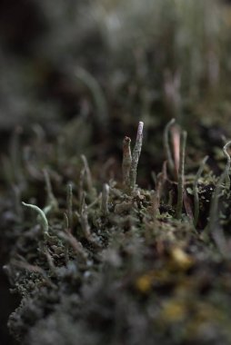 Makrofotoğrafçılık. Ağaç kabuğu yosun ve yosunla kaplanmış..