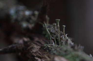 Makrofotoğrafçılık. Ağaç kabuğu yosun ve yosunla kaplanmış..