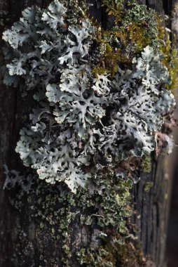 Makrofotoğrafçılık. Ağaç kabuğu yosun ve yosunla kaplanmış..