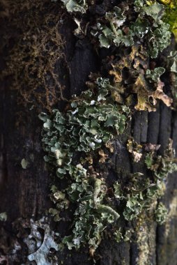 Makrofotoğrafçılık. Ağaç kabuğu yosun ve yosunla kaplanmış..