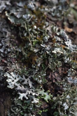 Makrofotoğrafçılık. Ağaç kabuğu yosun ve yosunla kaplanmış..