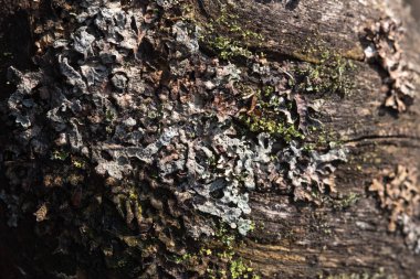 Makrofotoğrafçılık. Ağaç kabuğu yosun ve yosunla kaplanmış..