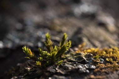 Makrofotoğrafçılık. Ağaç kabuğu yosun ve yosunla kaplanmış..