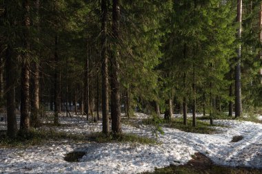 Güneşli bir bahar gününde Tayga Ormanı. Ağaçlar, ağaç dalları Güneş ışınları tarafından gölgelerden koparılmış.