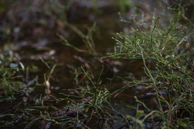 Bahar ormanında karlar eridikten sonra yapraksız yaban mersini çalıları.