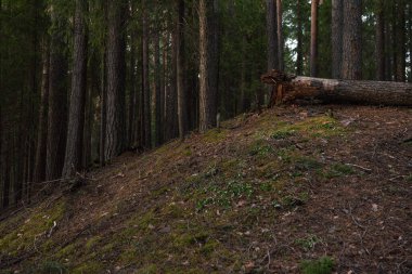 Ayrıntılar. Bir çam ağacının kökünde çürümüş bahar ormanında günbatımının ışığında esen güçlü bir rüzgar tarafından devrilmiş..